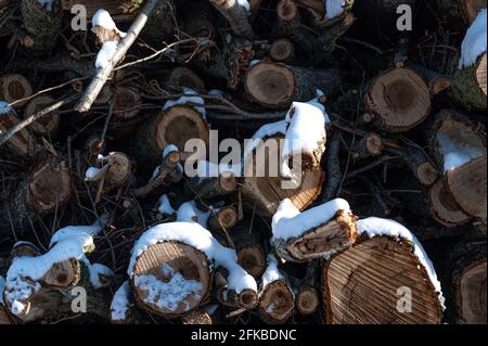 Vorderansicht von Holzstämmen übereinander gestapelt, bedeckt mit Schnee. Stockfoto