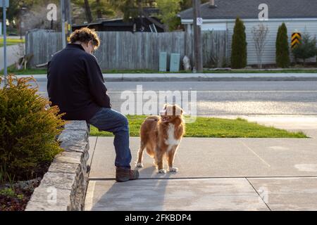 An der Leine Nova Scotia Duck Tolling Retriever, der auf einem Bürgersteig steht. Der Hund schaut auf und wartet geduldig auf seinen Besitzer, einen Mann, der sitzt. Stockfoto