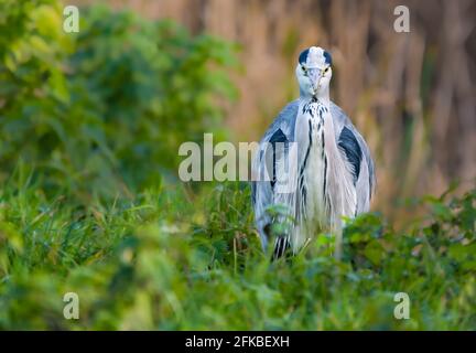 Nach Graureiher (Ardea cinerea) stehen auf Gras vor der Kamera, im Winter in West Sussex, England, UK. Stockfoto