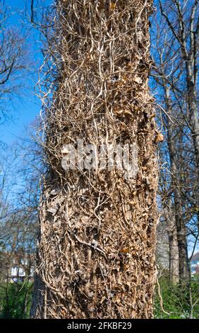 Baumstamm im Frühling bedeckt mit kletterndem Efeu und abgestorbenen Blättern. Stockfoto