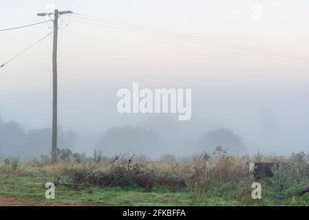 Eine Kuh auf einem Bauernhof in Australien im frühen Morgennebel. Rindfleisch im Nebel Stockfoto