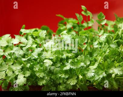 Koriander, der im Topf wächst, auch bekannt als Coriandrum sativum, cilantro, chinesische Petersilie oder Dhania, ist ein jährliches Kraut in der Familie der Apiaceae. Stockfoto