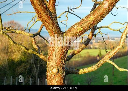 Nahaufnahme eines Baumes ohne Blätter, der allein im Sonnenlicht an der Grenze eines Bauernhofes steht. Stockfoto