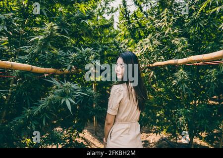 Frau auf der Cannabisfarm, Mädchen, die mit Marihuana oder Hanf grüne Kräuterpflanze stehen. Stockfoto