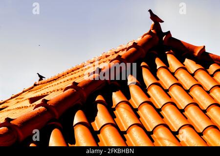 Dach in Azenhas do Mar Haus mit wunderschönen Keramik Taube auf der Oberseite Stockfoto