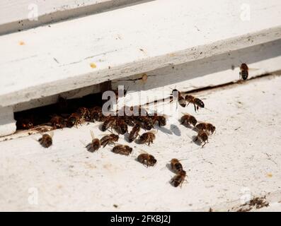 Honey Bee Hive Stockfoto