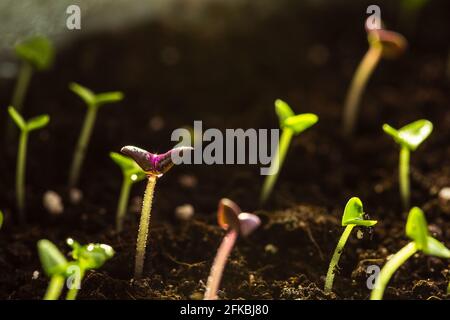 Junge Basilikum-Sämlinge, die in einem Topf im Boden wachsen. Neues Wachstumskonzept Stockfoto