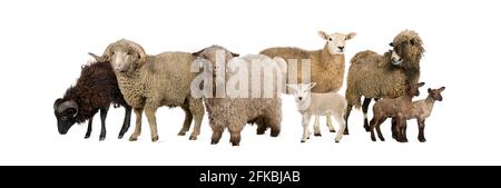 Gruppe von vielen Ziegen und Schafen in einer Reihe, isoliert Stockfoto