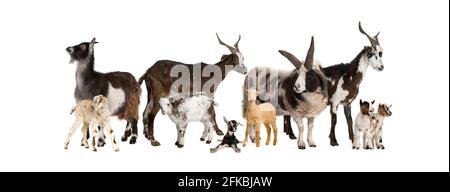 Gruppe von vielen Ziegen und Schafen in einer Reihe, isoliert Stockfoto