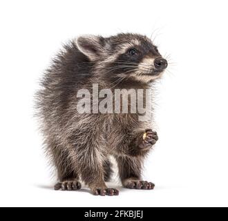 Junge Waschbär beim Essen, isoliert auf Weiß Stockfoto