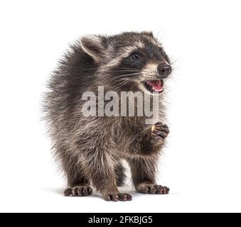 Junger Waschbär, der den Mund offen isst, isoliert Stockfoto