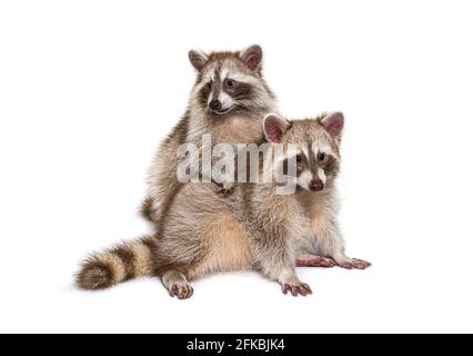 Zwei rote Waschbären sitzen zusammen, isoliert auf Weiß Stockfoto