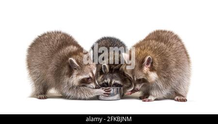 Drei Waschbären essen aus einer Hundeschale Stockfoto