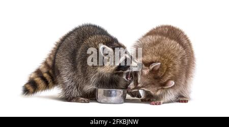 Zwei Waschbären kämpfen, um aus einer Hundeschüssel zu essen Stockfoto