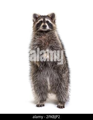 Waschbär auf Hinterbeinen, isoliert auf Weiß, schaut auf die Kamera Stockfoto