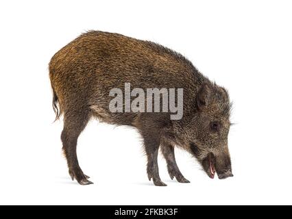 Wildschwein, wandelnd, nach unten schauend und den Boden schnüffelnd, isoliert auf Weiß Stockfoto