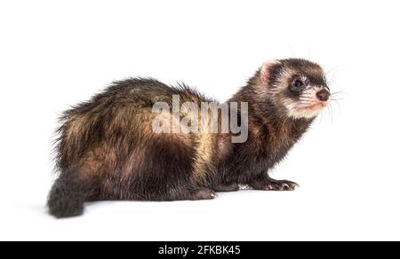 Rückansicht eines europäischen Polecat, der isoliert zurückschaut oder wegschaut Stockfoto