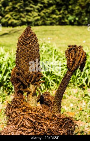 Frühlingsknospen einer Gunnera-Manikata im Scotney Castle in Kent, Großbritannien Stockfoto