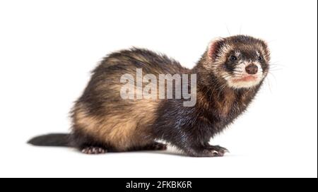 Die europäische Polecat schaut weg, isoliert Stockfoto