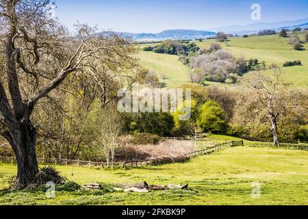 Frühlingsblick über die hügelige Landschaft in den Worcestershire Cotswolds. Stockfoto