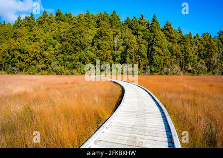 Okarito Board Walk Neuseeland Stockfoto