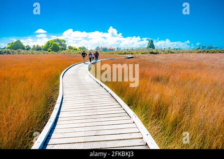 Okarito Board Walk Neuseeland Stockfoto