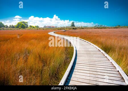 Okarito Board Walk Neuseeland Stockfoto