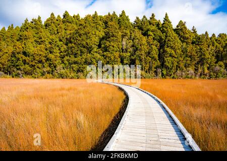 Okarito Board Walk Neuseeland Stockfoto