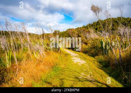 Okarito Board Walk Neuseeland Stockfoto