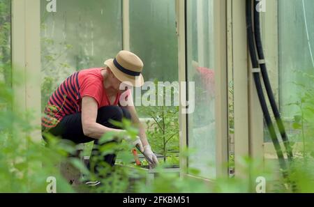 Der Bauer jäten die Sämlinge von Tomaten. Pflege der Sämlinge im Garten. Landwirtschaft im Gewächshaus. Stockfoto
