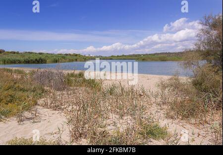 Der Regionale Naturpark „Litorale di Ugento“ in Apulien (Italien) verfügt über Sandstrände, Feuchtgebiete hinter den Dünen, Sümpfe, Waldgebiete. Stockfoto