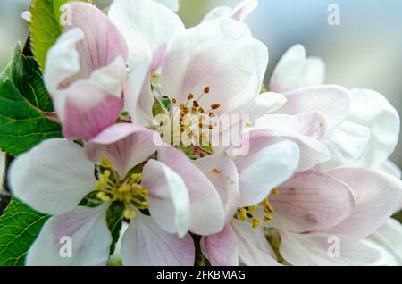 Nahaufnahme der Apfelblüten, ein saisonaler Genuss in jedem Frühling. Stockfoto