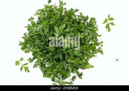 Flache Petersilie auf weißem Hintergrund Stockfoto