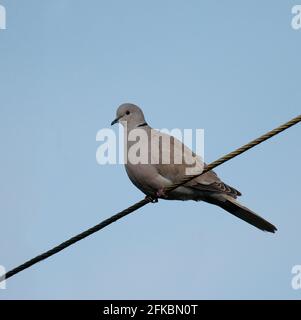 Collared Dove Stockfoto