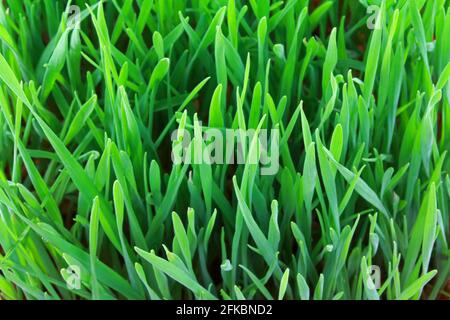 Nahaufnahme von saftig grünen Weizengrassprossen, frischen Blättern aus Weizengras Stockfoto