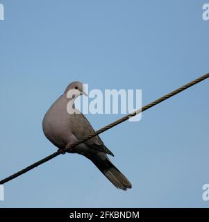 Collared Dove Stockfoto