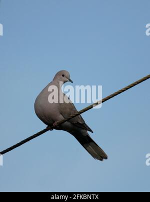 Collared Dove Stockfoto