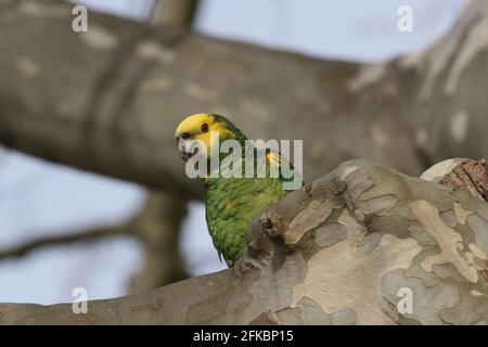 Unter der Leitung von gelb Amazon (Amazona Oratrix), Rosensteinpark, Stuttgart, Baden-Württemberg Stockfoto