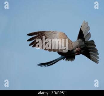 Collared Dove Stockfoto