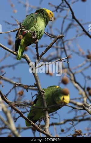 Unter der Leitung von gelb Amazon (Amazona Oratrix), Rosensteinpark, Stuttgart, Baden-Württemberg Stockfoto