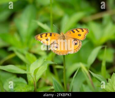 Selektiver Fokus auf den Rücken und die Flügel eines Schmetterlings der Pfauenschweine (Junonia almana), der auf einer Blume im Garten ruht. Stockfoto