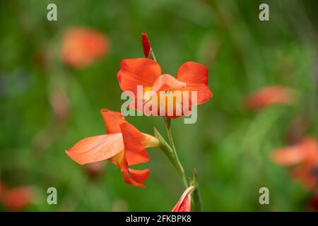 Selektiver Fokus auf eine wunderschöne Blüte von roten Gladiolusblüten (Gladiolus dalenii ) im Garten bei Mangalore in Karnataka, Indien. Stockfoto