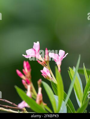 Selektiver Fokus auf die schöne Blüte der Oleander-Blüten (Nerium Oleander), auch bekannt als Nerium im Garten bei Mangalore in Karnataka, Indien. Stockfoto