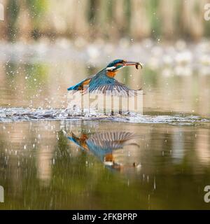 Europäischer Eisvögel (alcedo atthis) Fliegen aus dem Wasser mit Fischen im Schnabel machen ein Spritzer Stockfoto