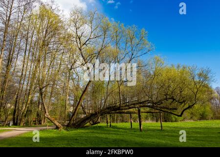 Alte Baumglieder, die von Stumps gestützt und gegen Bruch gesichert sind. An einem sonnigen Tag hergestellt. Park in Radziejowice. Stockfoto