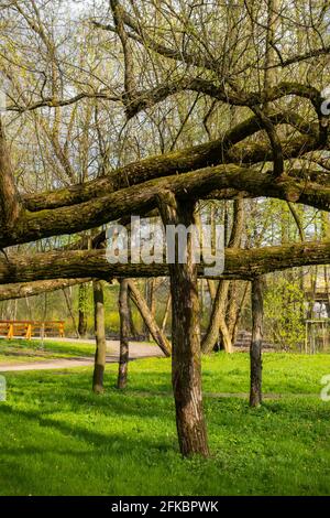 Alte Baumglieder, die von Stumps gestützt und gegen Bruch gesichert sind. An einem sonnigen Tag hergestellt. Park in Radziejowice. Stockfoto