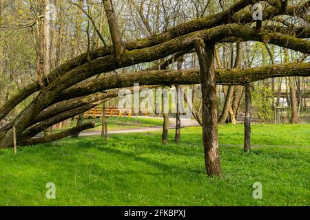 Alte Baumglieder, die von Stumps gestützt und gegen Bruch gesichert sind. An einem sonnigen Tag hergestellt. Park in Radziejowice. Stockfoto