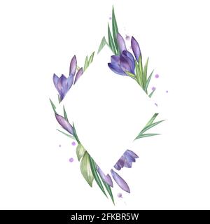 Crocus 3. Rahmen mit Aquarell- und Blumenmuster. Aquarelldarstellung. Handzeichnung. Isoliert auf Weiß Stockfoto