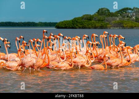 Amerikanischer Flamingo (Phoenicopterus ruber), UNESCO-Biosphärenreservat Rio Celestun, Yucatan, Mexiko, Nordamerika Stockfoto