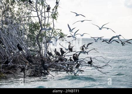 Vögel in den Mangroven, Holbox Island, Yucatan, Mexiko, Nordamerika Stockfoto